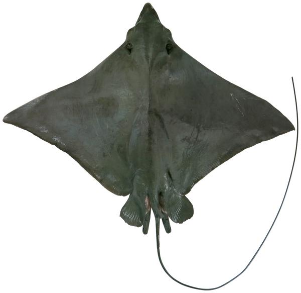 Файл:Naru Eagle Ray dors.png