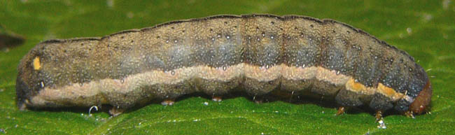 Файл:Trachea atriplicis larva.jpg