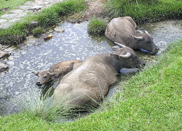 Файл:Water buffalo bathing.jpg