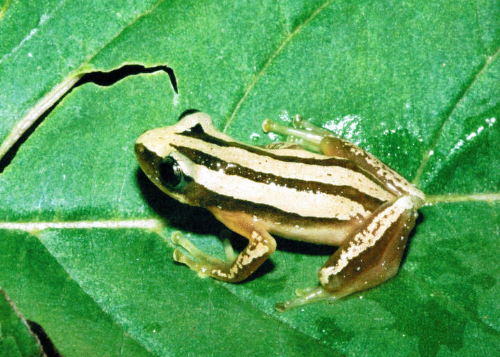 Файл:Afrixalus quadrivittatus01.jpg