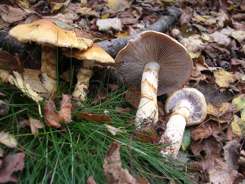 Файл:Cortinarius triumphans.jpg