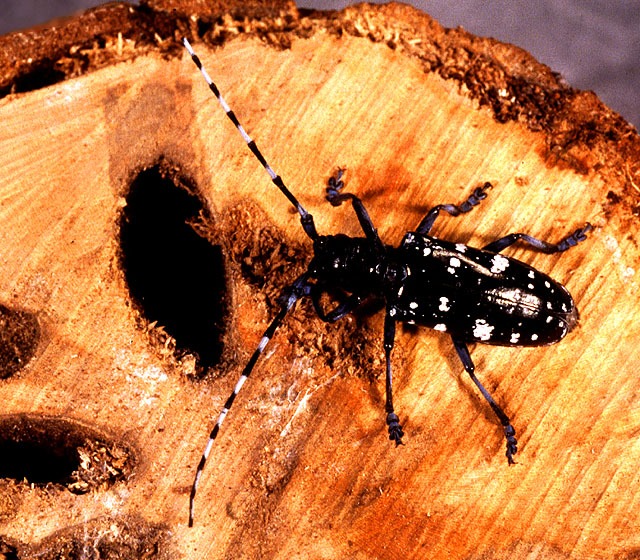 Файл:Asian longhorned beetle.jpg