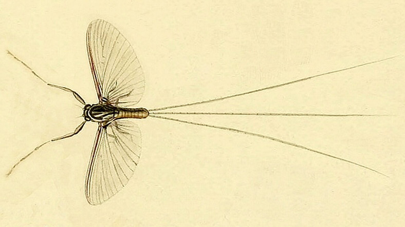Файл:Caenis macrura.jpg