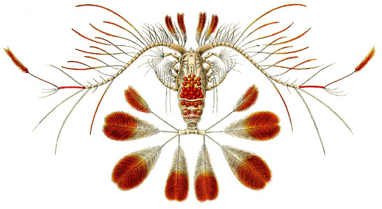 Файл:Haeckel Copepoda Calocalanus pavo.jpg