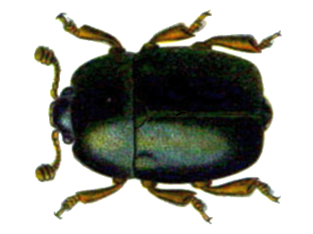 Файл:Nitidula rufipes.png
