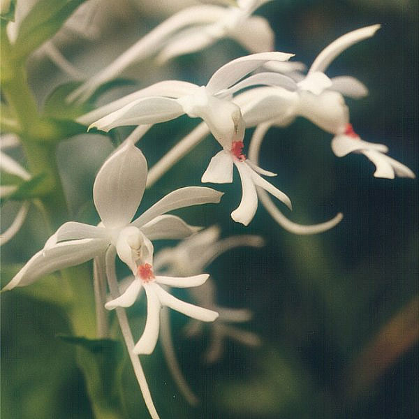 Файл:Calanthe-triplicata.jpg