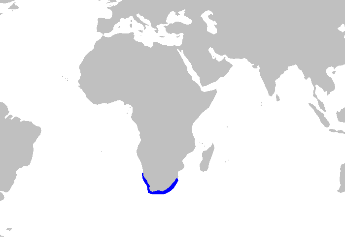 Файл:Mustelus palumbes distmap.png
