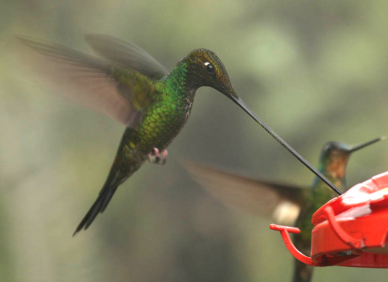 Файл:Sword-billed Hummingbird (Ensifera ensifera).jpg