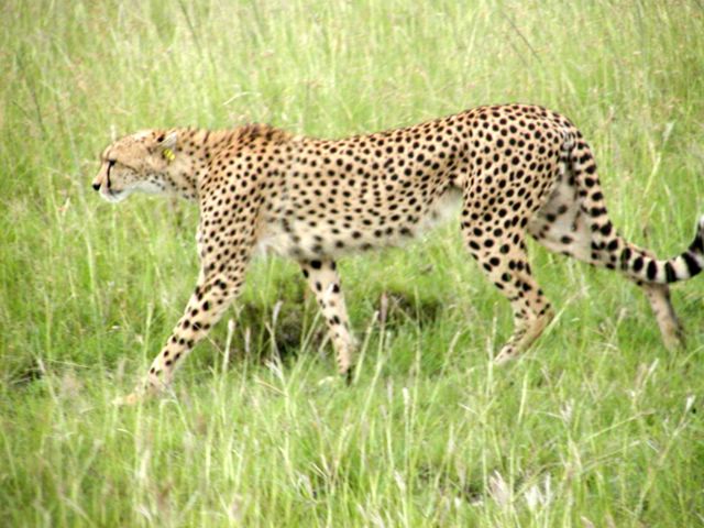Файл:Cheetah in Kenya.jpg
