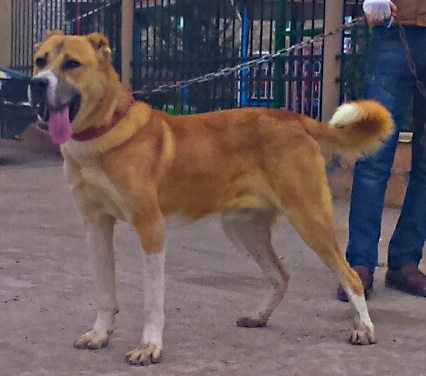 Файл:Qurdbasar 2 (cropped).jpg