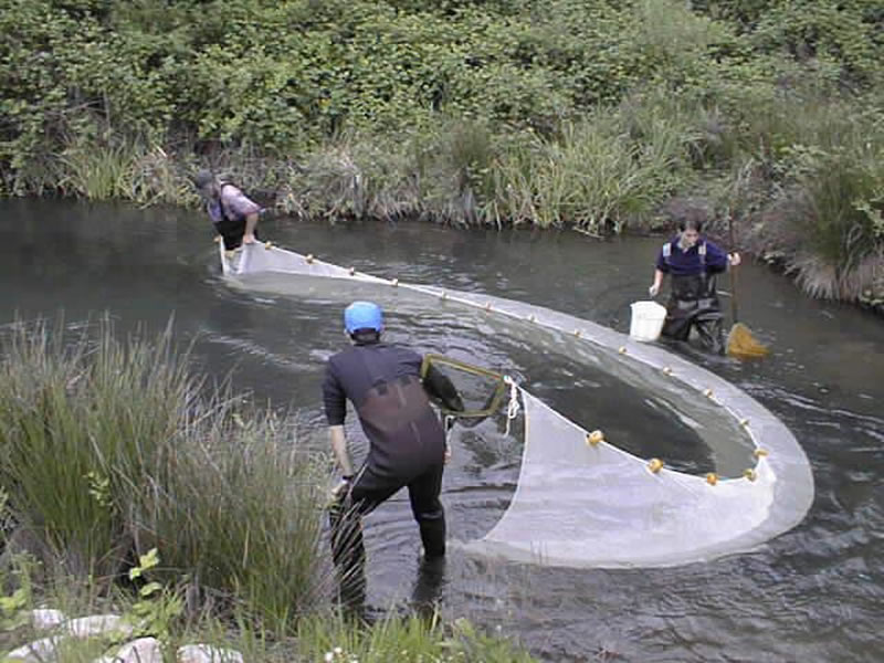 Файл:Seining for wild fish.jpg