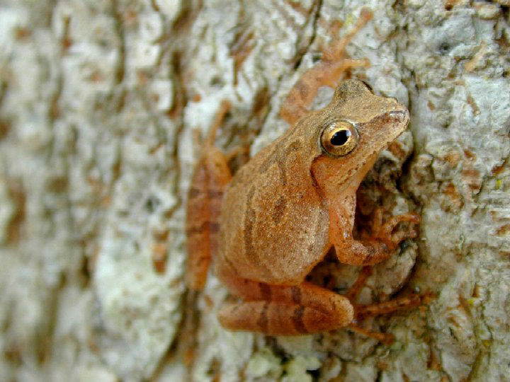 Файл:H crucifer USGS.jpg
