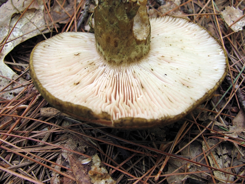 Файл:Lactarius atroviridis 98349.jpg