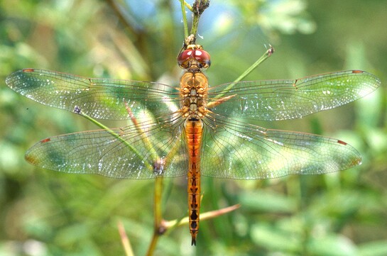 Файл:Pantala flavescens 006 std.jpg