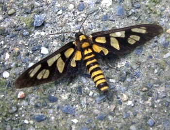Файл:Amata perixanthia.jpg