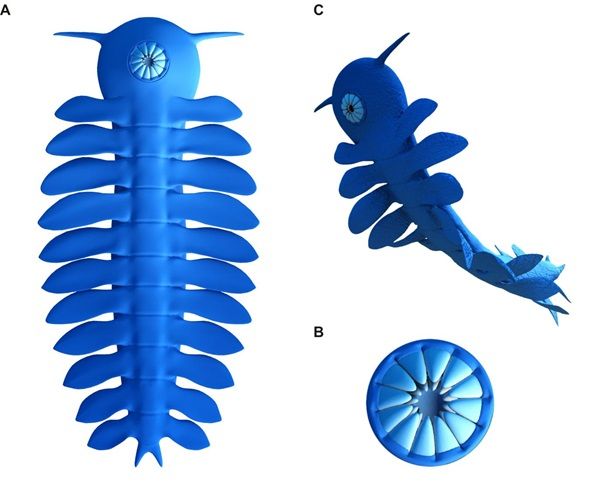 Файл:Figure 4, Reconstruction of Parvibellus atavus.jpg