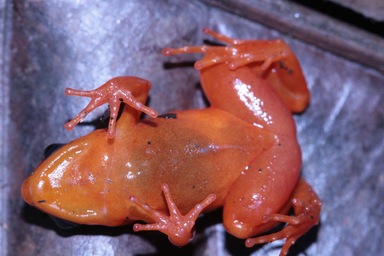 Файл:Mantella aurantiaca03a.jpg