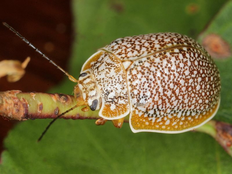 Файл:Paropsis dilatata.jpg