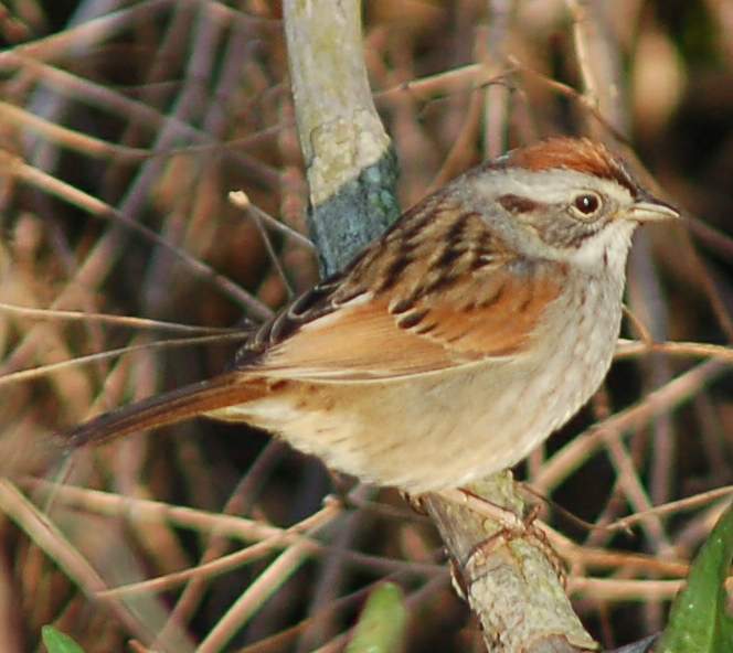 Файл:Swamp Sparrow.jpg