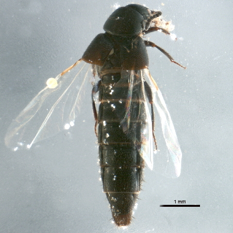 Файл:Aleochara bilineata.jpg