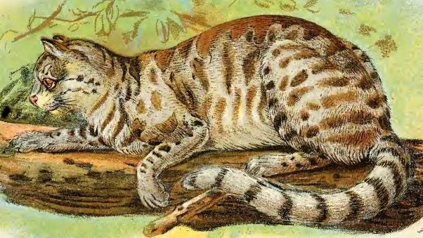 Файл:Leopardus colocolo.jpg