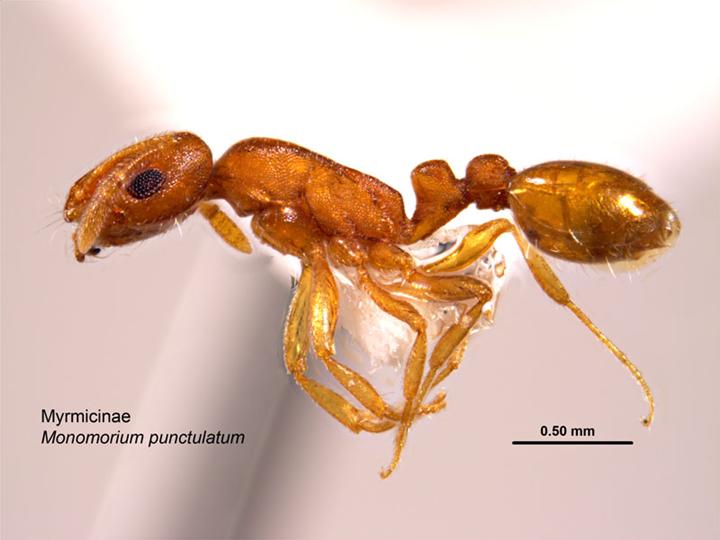 Файл:Monomorium punctulatum.jpg