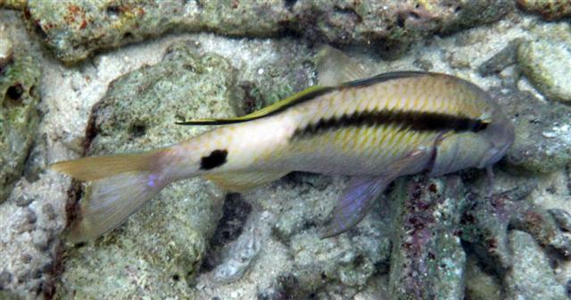 Файл:Parupeneus macronemus 2.jpg