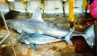 Файл:Porbeagle two sizes.jpg