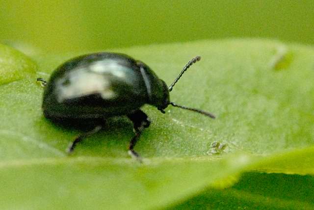 Файл:Scirtes.hemisphaericus.-.lindsey.jpg