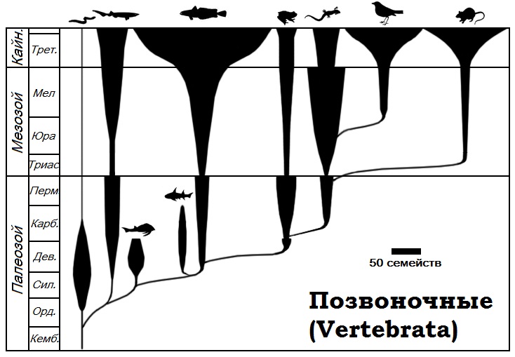 Файл:Spindle diagram-ru.jpg