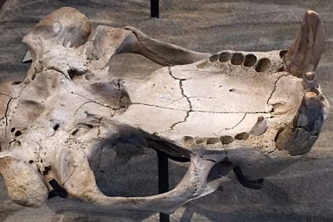 Файл:Dusignathus seftoni SDNHM 2.jpg