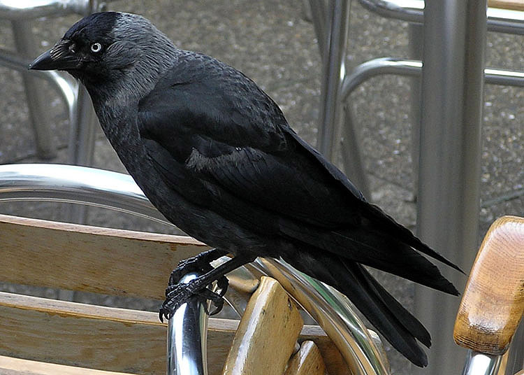 Файл:Jackdaw.northdevon.arp-sh.750pix.jpg