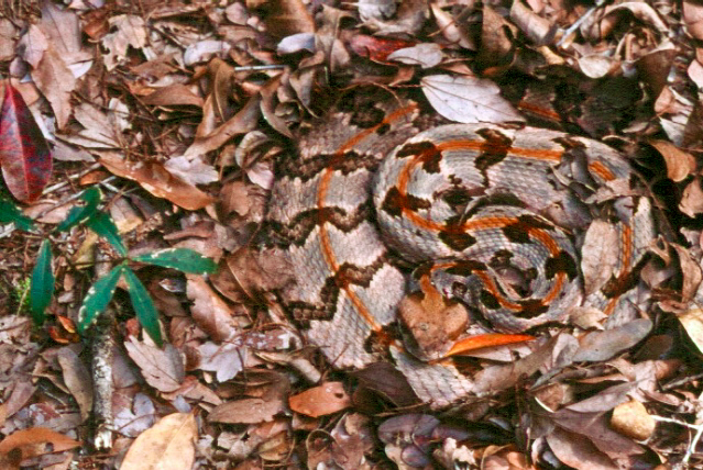 Файл:Timber Rattlesnake.jpg