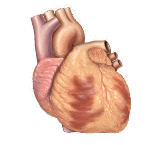 Файл:Basic representation of cardiac conduction.gif