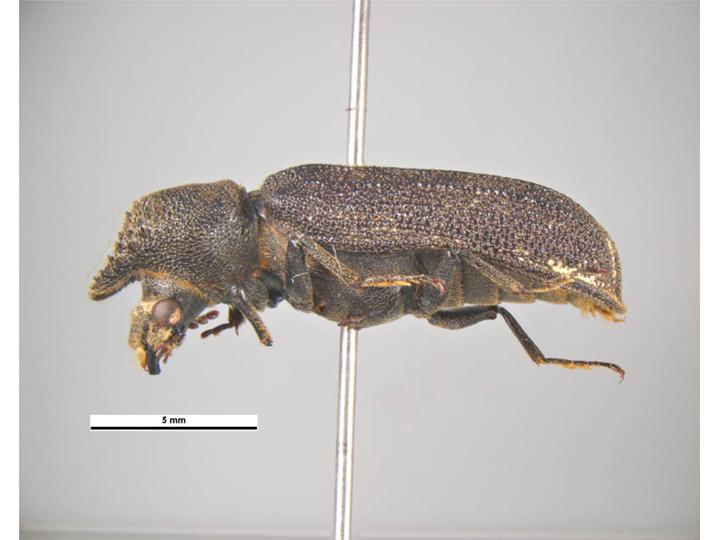 Файл:Bostrychoplites cornutus1.jpg