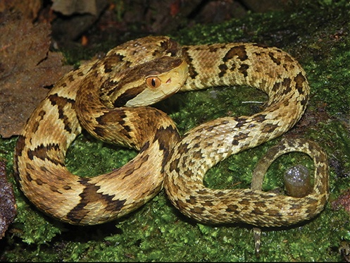 Файл:Bothrops jararaca 02.jpg