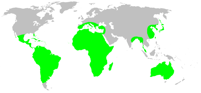 Файл:Distribution.selenopidae.1.png