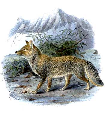 Файл:Tibet Fox.jpg