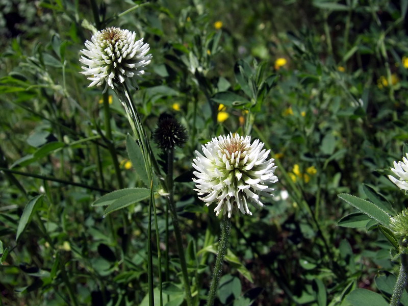 Файл:Trifolium montanum.jpg