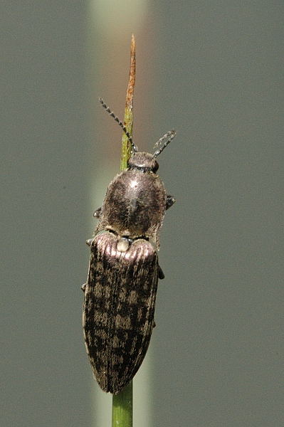 Файл:Actenicerus.sjaelandicus.jpg