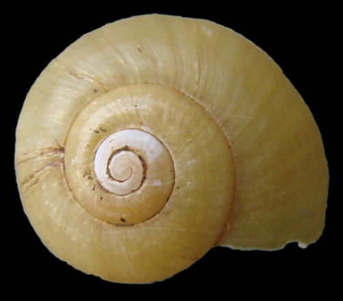 Файл:Amphicyclotulus amethystinus shell 2.png