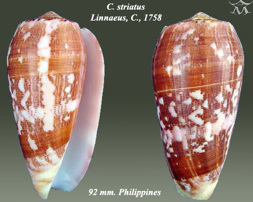 Файл:Conus striatus 5.jpg