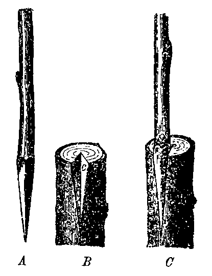 Файл:Copulatio - Brockhaus & Efron - 8.png
