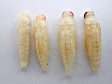 Файл:Dorsal eab pupae.jpg