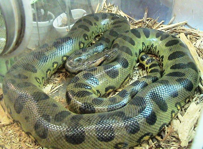 Файл:Eunectes murinus2.jpg