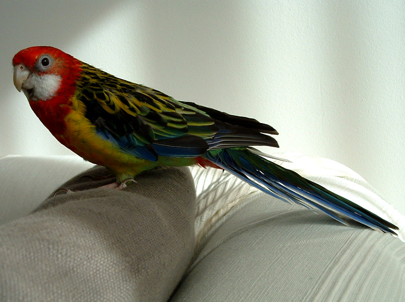 Файл:Platycercus eximius 3.jpg