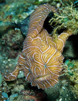 Файл:Psychedelic frogfish 08Am6A1b.jpg