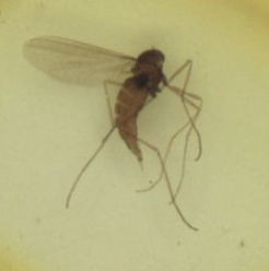 Файл:Rabdophaga strobilina - imago (Netherlands).jpg