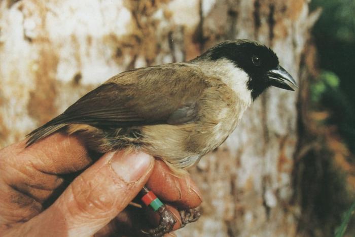 Файл:Black-faced Honeycreeper.jpg