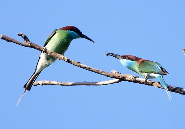 Файл:Blue-throated Bee-eater Courtship offering.jpg